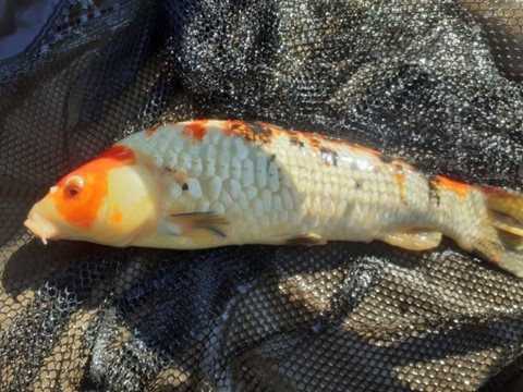 Carpe Koi